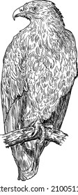 Steppe eagle bird, vector drawing or illustration.