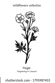 Steppe plant buttercup. Buttercup vector. Field flower vector. Floral illustration. Wild plant illustration. Engraving vector flower.