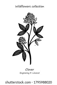 Steppe plant clover. Clover vector. Clover flower vector. Floral illustration. Wild plant illustration. Engraving vector clover flower.