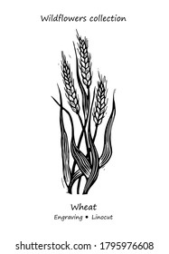 Steppe wheat plant. Wheat vector. Wheat flower vector. Floral illustration. Wild plant illustration. Engraving vector wheat flower.