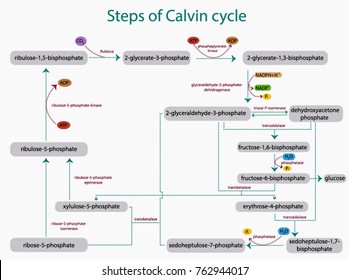 Steps Of Calvin Cycle Vector Illustration.