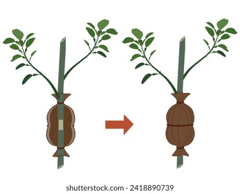 Steps for grafting lemon branches.