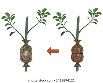 Steps for grafting a lemon tree with roots growing.