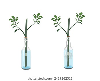 Steps for grafting a lemon tree with roots growing.