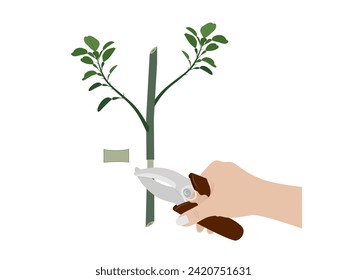 Steps for grafting a lemon tree with roots growing.