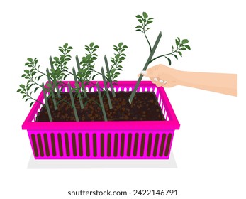 Steps for grafting a lemon tree with roots growing.