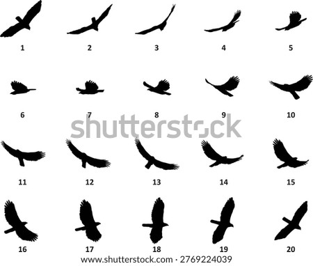 Steps of the Javan-hawk eagle soaring - vector