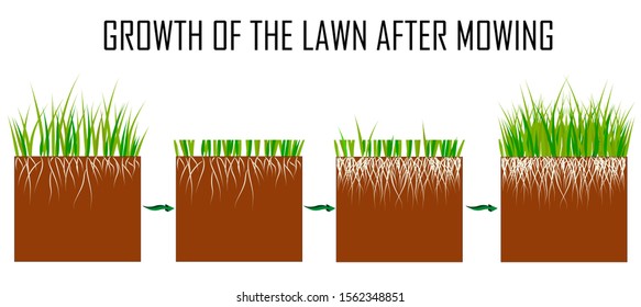Steps of the lawn mowing process - before and after, lawn grass care services, gardening and landscape design, separate illustrations for articles, infographics or instructions on a white background, 