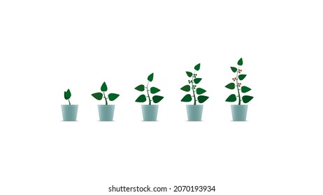Steps of plant growing in a pot isolated on white background