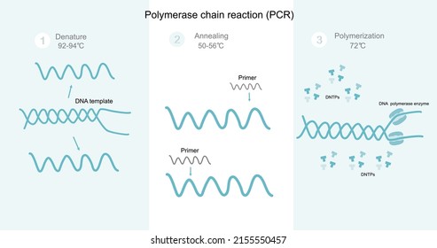 The steps of Polymerase Chain Reaction (PCR) : Denaturation, Annealing and Polymerization for DNA detection. A picture shows the important biological molecules and special condition of PCR reaction.