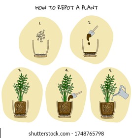 Stufen der Transplantation von Topfblumen. Vektorgrafik-Anleitung. Wie man eine Zamioculcas-Pflanze meldet. Handgezeichnete, farbige Schemagrafik. Gartenkonzept. Blumentopf, Entwässerung, Töpferboden, Tränken