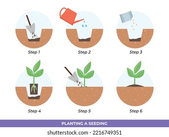 Steps In Transplanting Seedlings Illustration