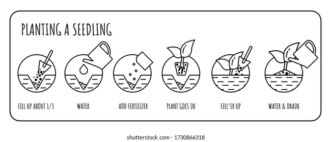 Pasos en el trasplante de plántulas.  Planta de jardinería. infografía de la línea de vectores.