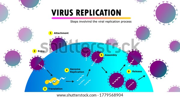 steps in the viral replication\
process, human cell infection mechanism, virus replication cycle,\
scientific scheme, infographic, blue and purple vector\
illustration