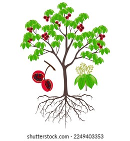 Sterculia quadrifida tree with fruits and inflorescences on a white background.
