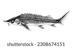Sterlet or Sterlet sturgeon. Fresh water fish