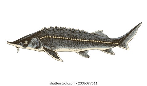 Sterlet or Sterlet sturgeon. Fresh water fish