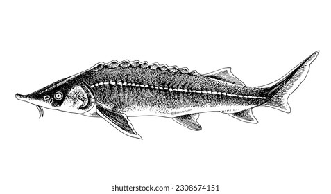 Sterlet or Sterlet sturgeon. Fresh water fish