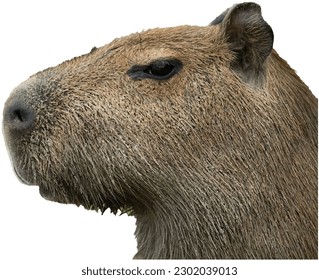 Vector Stern Capybara PNG transparente