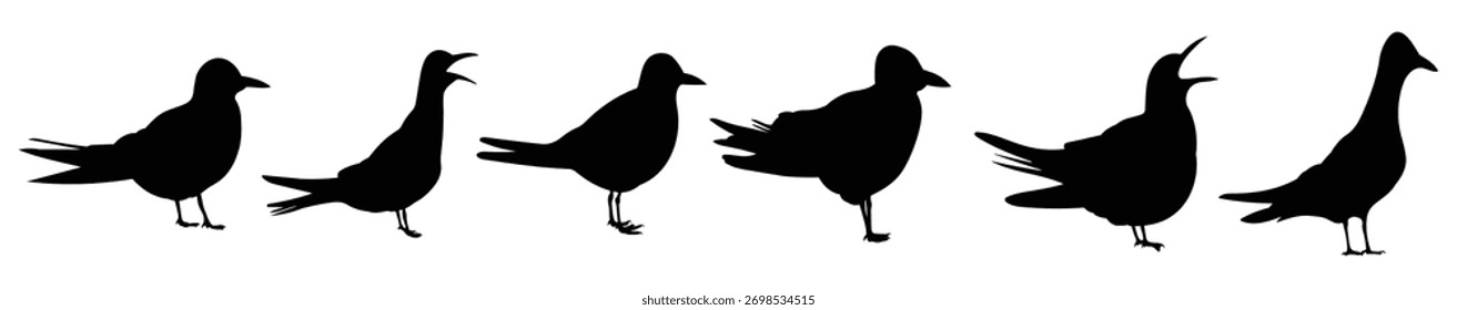 sterna bird silhouette illustration set