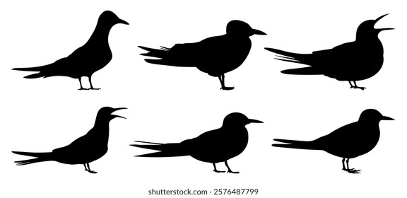 Sterna Bird silhouette vector illustration set