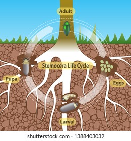 Sternocera Life Cycle on background,there are atmosphere of they live in soil ground.