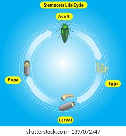 Sternocera Life Cycle On Blue Background Stock Vector (Royalty Free ...