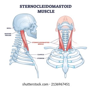 Sternocleidomastoid muscle as human neck muscular system outline diagram. Labeled educational upper body bone description with mastoid process, clavicle, sternum and skull location vector illustration