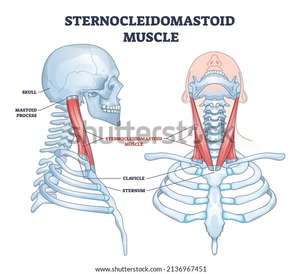 Sternocleidomastoid muscle as human neck\
muscular system outline diagram. Labeled educational upper body\
bone description with mastoid process, clavicle, sternum and skull\
location vector\
illustration