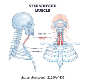 Localización de la correa muscular esterohida y esquema del sistema muscular del cuello humano. Estructura esquelética del cuerpo superior de la medicina educativa etiquetada con hueso histoide, clavícula y esternón vectorial ilustración.