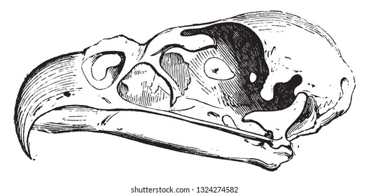 Sternum of the African Ostrich, Sternum of the Vulture, Crane and beak of the Eagle, vintage engraved illustration. from Zoology Elements from Paul Gervais.
