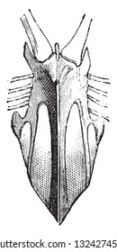 Sternum of the African Ostrich, Sternum of the Vulture, Crane and beak of the Eagle, vintage engraved illustration. from Zoology Elements from Paul Gervais.
