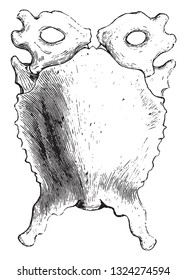 Sternum of the African Ostrich, Sternum of the Vulture, Crane and beak of the Eagle, vintage engraved illustration. from Zoology Elements from Paul Gervais.
