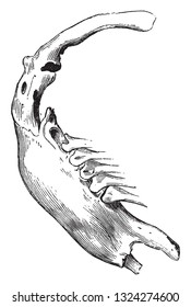 Sternum of the African Ostrich, Sternum of the Vulture, Crane and beak of the Eagle, vintage engraved illustration. from Zoology Elements from Paul Gervais.
