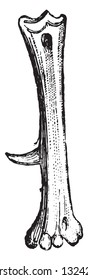 Sternum of the African Ostrich, Sternum of the Vulture, Crane and beak of the Eagle, vintage engraved illustration. from Zoology Elements from Paul Gervais.
