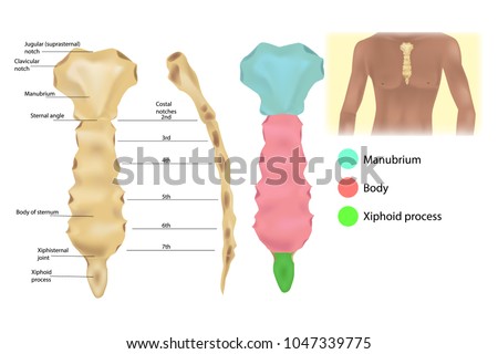 Sternum Anatomy Articulations Parts Sternum Sternal Stock Vector
