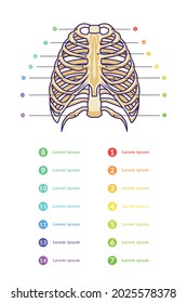 sternum infographic vector template with text of various color