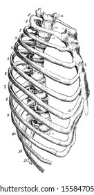 Sternum, vintage engraved illustration. Usual Medicine Dictionary by Dr Labarthe - 1885.