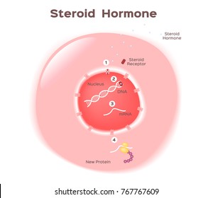 steroid hormone in human cell vector
