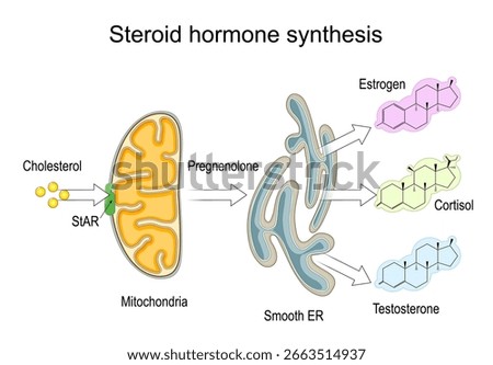 Steroid hormone synthesis. endocrine system. Detailed Vector poster