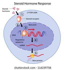 Steroid Hormones Action