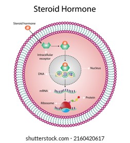 Steroid Hormones Mechanism Of Action. Steroids Bind To An Intracellular Receptor. Hormone-receptor Complex Activate Gene Transcription In The Nucleus, Followed By Protein Synthesis. Vector Diagram