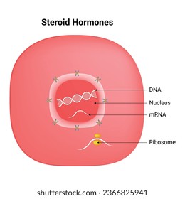Steroid Hormones Science Design Vector Illustration