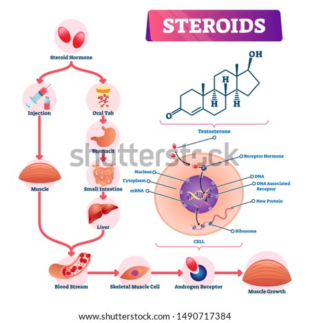 Steroids vector illustration. Labeled strength hormone explanation scheme. Diagram with injection or oral tab intake cycle and cell structure closeup. Educational chemical and anatomical infographic.
