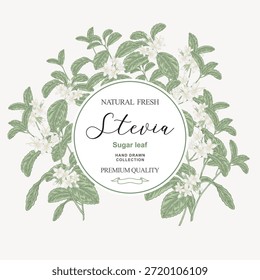 Marco redondo de fondo de Stevia. Planta de Stevia dibujada a mano con flores. Ilustración vectorial en estilo sketch.