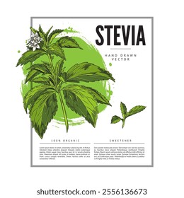 Stevia branch with leaves and flower color sketch. Hand drawn floral vector label design. Natural organic sweetener, healthy sugar substitute. Medicinal green plant foliage on watercolor stain