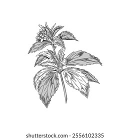 Stevia branch with leaves and flowers engraved sketch. Natural organic sweetener, healthy sugar alternative plant. Hand drawn floral design ink style. Vector Medicinal herb foliage isolated