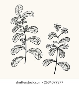 Stevia engraved plant on isolated background. Botanical floral branch of sugar herb for logo, sign, print, card, wrapping, paper. Food ingredient, harvest, sweetener. Hand drawn vector illustration