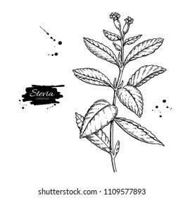 Stevia flower vector drawing. Herbal sketch of sweetener sugar substitute. Vintage engraved illustration of superfood. Hand drawn icon for label,  poster, packaging design.