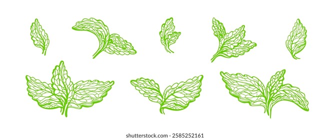 Stevia green leaves set. Herbal sweetener. Vector illustration of healthy superfood on transparent background. Hand drawn graphic element for label, emblem, packaging design. Vintage engraved symbol